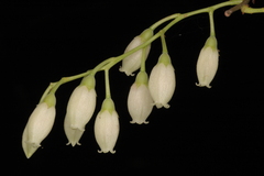 Vaccinium neilgherrense